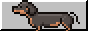 Dachshund